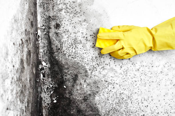 Best Home Mold Removal  in Lufkin, TX