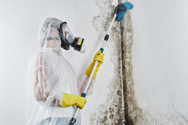 Mold Testing and Removal in Lufkin, TX