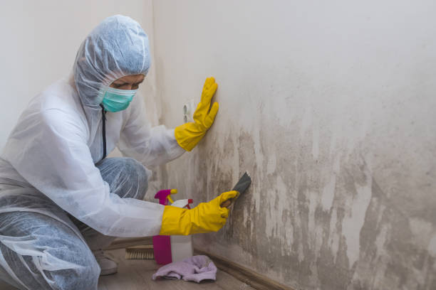 Best Office Mold Removal Services  in Lufkin, TX