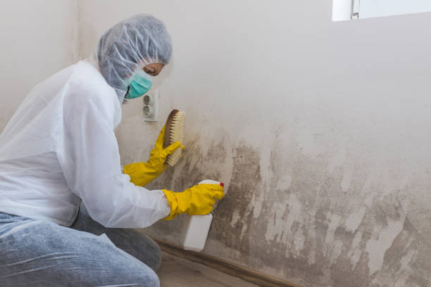 Best Fast Mold Removal  in Lufkin, TX
