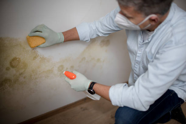Professional Mold Removal in Lufkin, TX