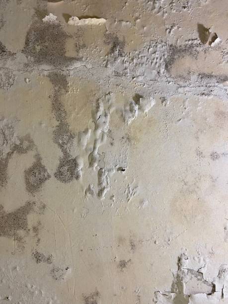 Best Same-Day Mold Removal  in Lufkin, TX
