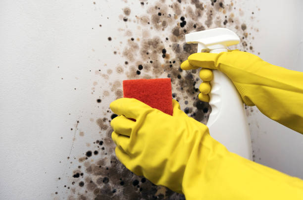 Best Professional Mold Removal  in Lufkin, TX