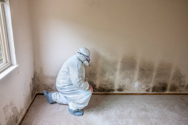 Mold Testing and Removal in Lufkin, TX