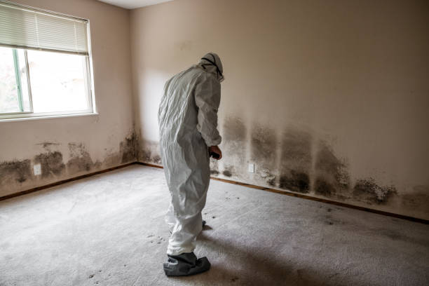 Best Mold Remediation  in Lufkin, TX