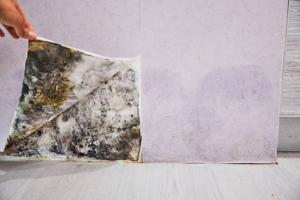 Best Affordable Mold Removal  in Lufkin, TX